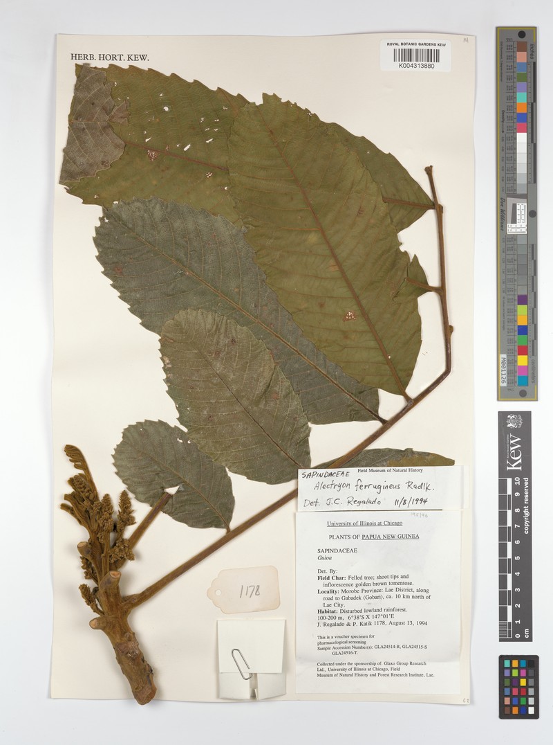 Alectryon ferrugineus photo 2