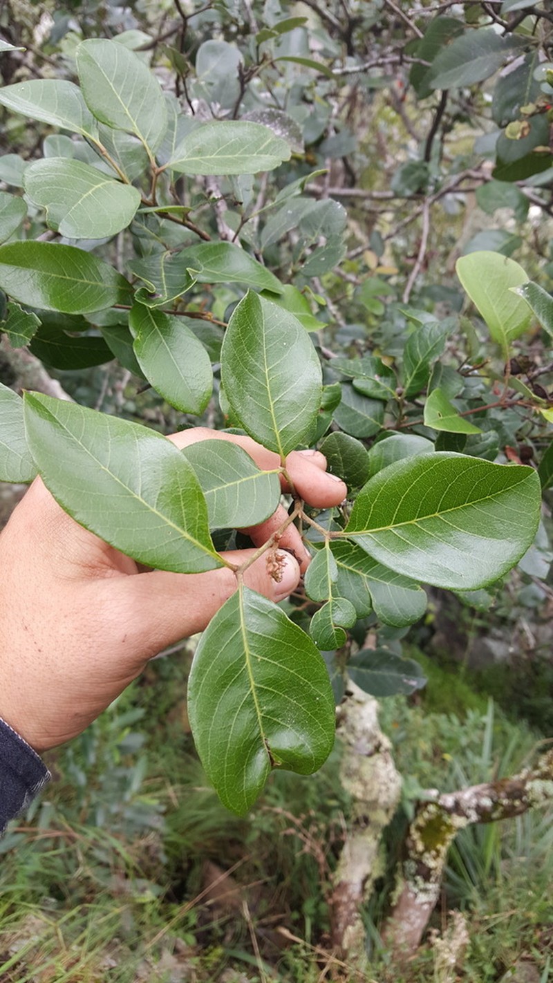 Alectryon forsythii
