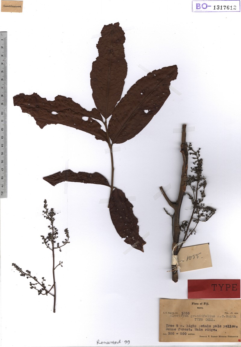 Alectryon grandifolius