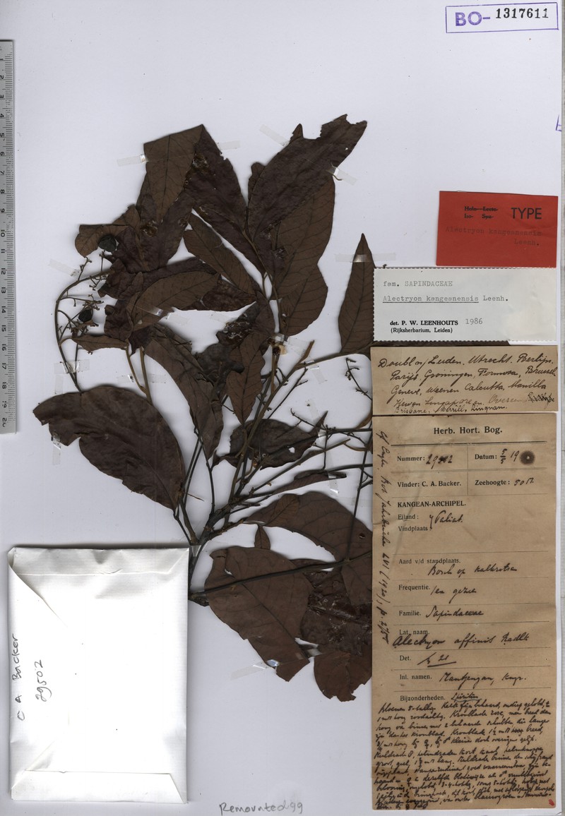 Alectryon kangeanensis
