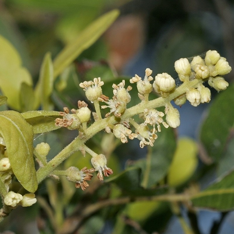 Alectryon kimberleyanus photo 2