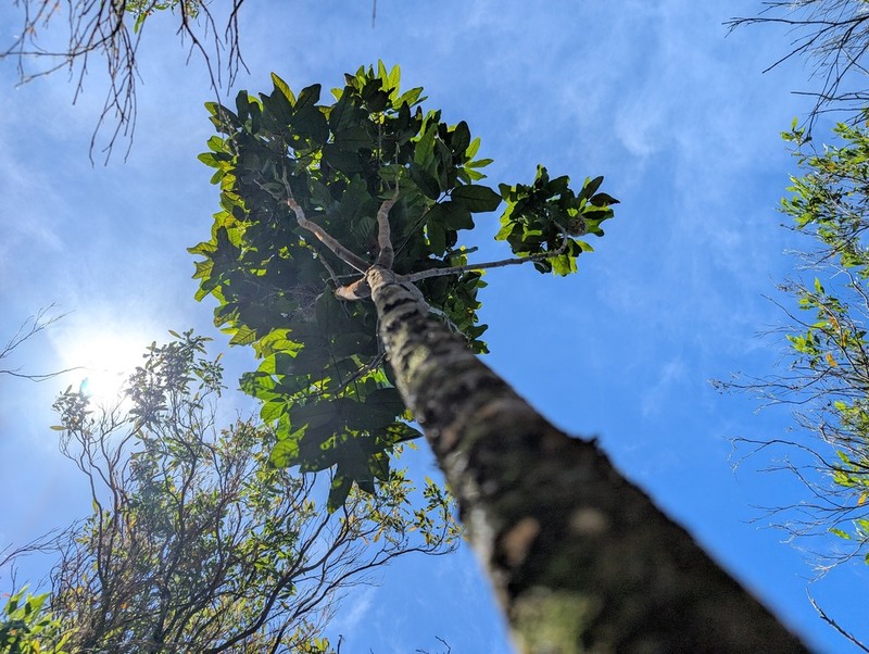 Hawai'I Alectryon photo 2