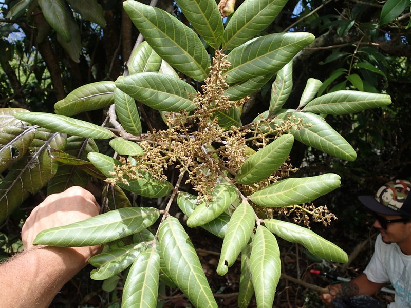 Hawai'I Alectryon photo 3