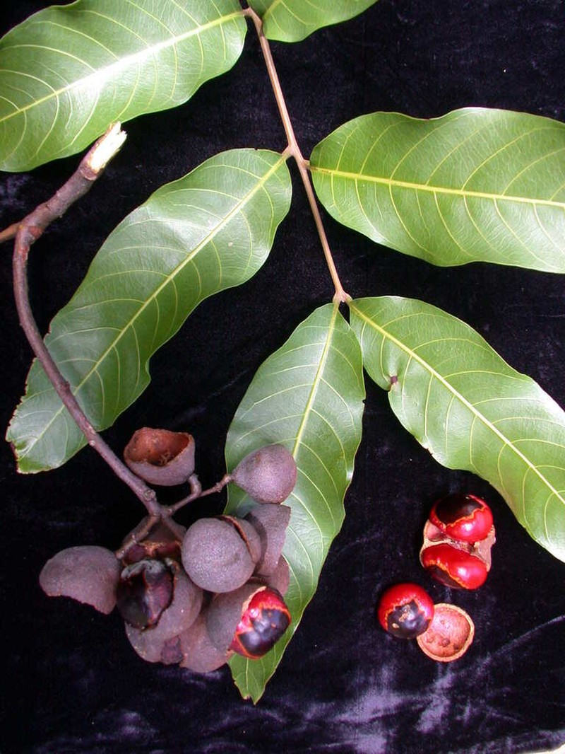 Hawai'I Alectryon photo 6