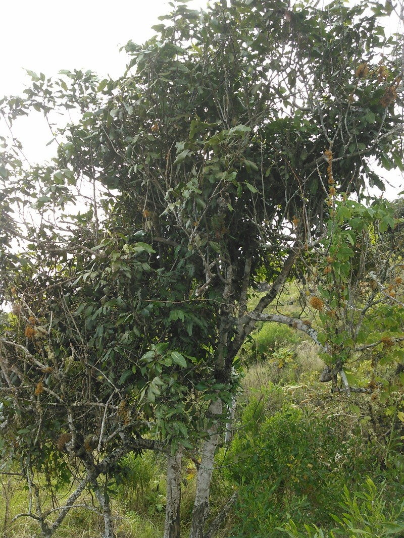Hawai'I Alectryon photo 7