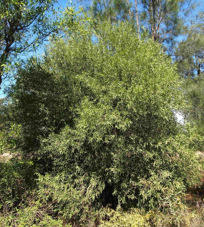 Alectryon oleifolius