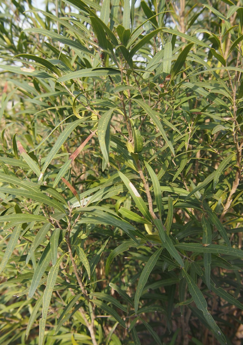 Alectryon oleifolius photo 2