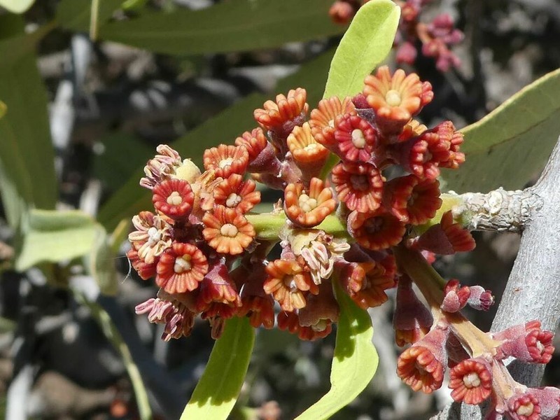 Alectryon oleifolius photo 3