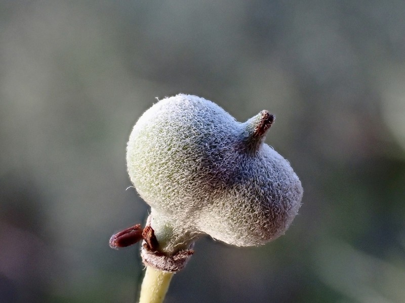 Alectryon oleifolius photo 4