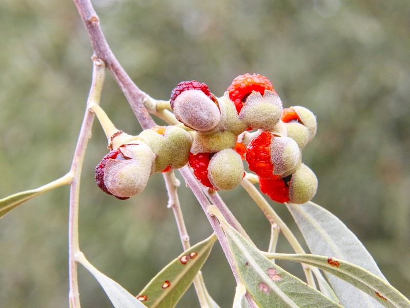 Alectryon oleifolius photo 5