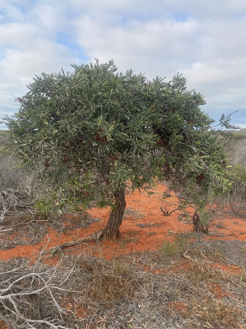 Alectryon oleifolius subsp. oleifolius