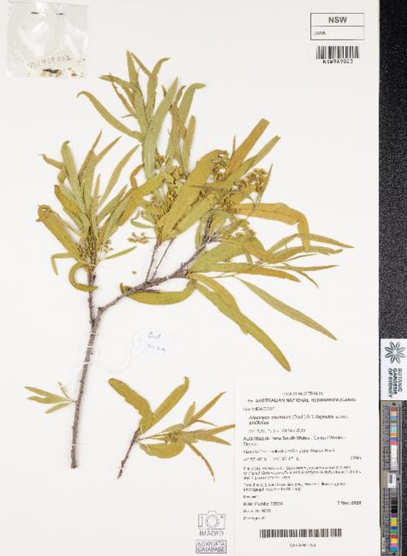 Alectryon oleifolius subsp. oleifolius photo 2