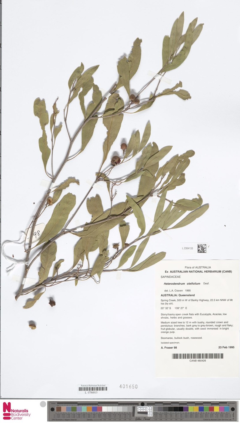 Alectryon oleifolius subsp. oleifolius photo 3