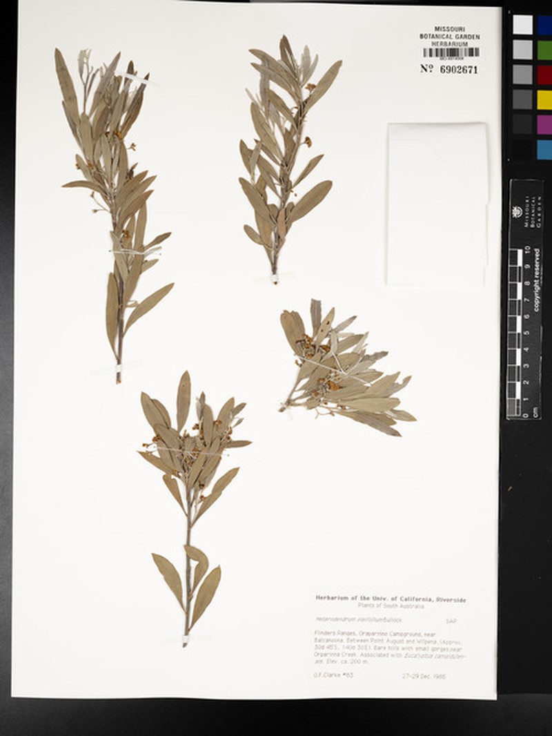 Alectryon oleifolius subsp. oleifolius photo 4