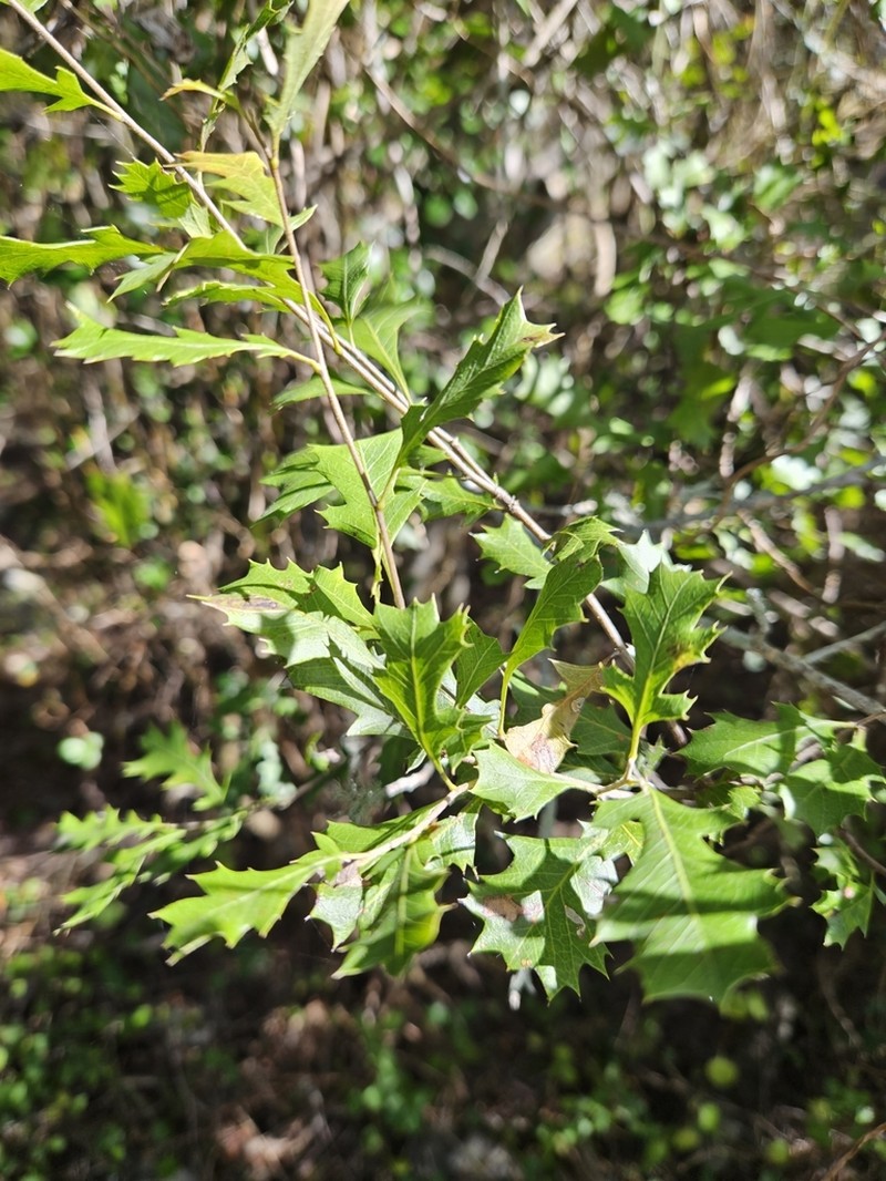 Alectryon pubescens