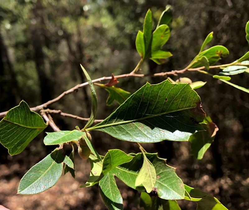 Alectryon pubescens photo 2