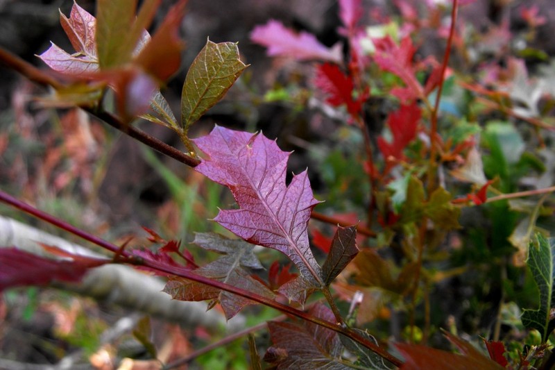 Alectryon pubescens photo 3