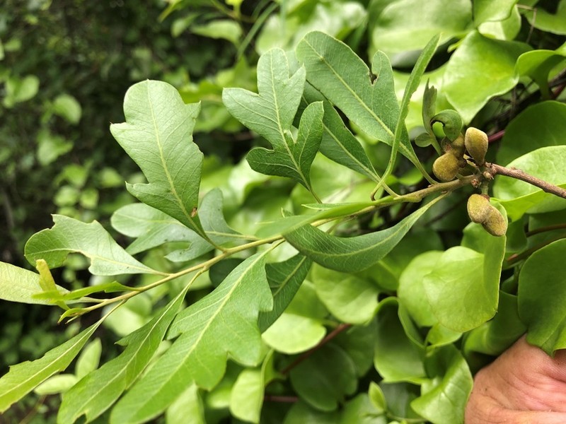 Alectryon pubescens photo 4