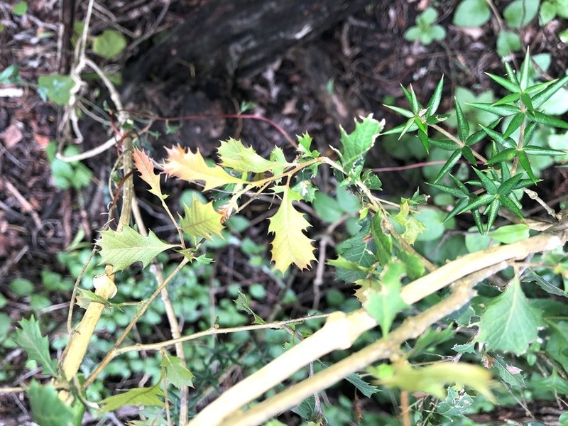 Alectryon pubescens photo 5