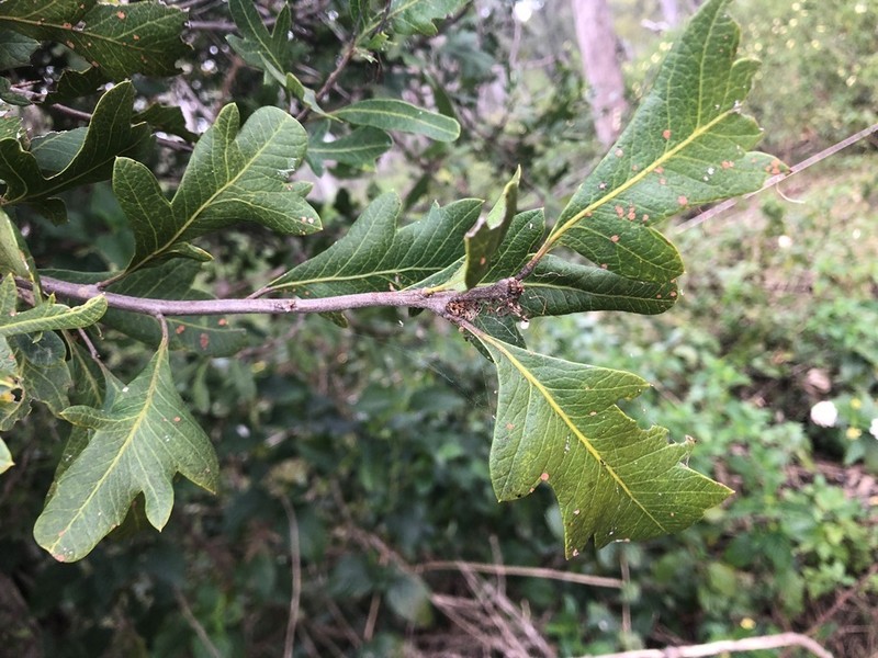 Alectryon pubescens photo 6