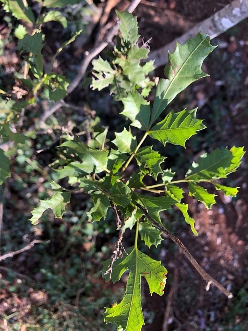 Alectryon pubescens photo 7