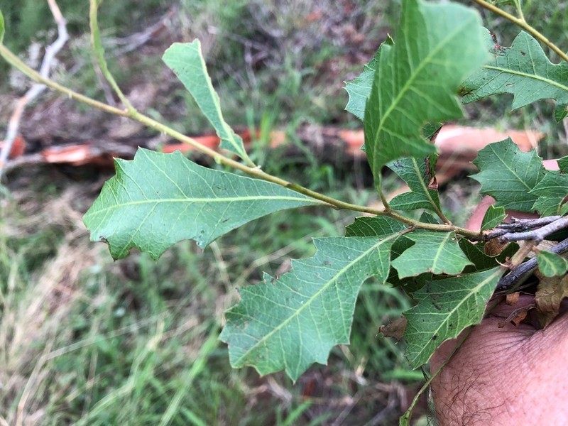 Alectryon pubescens photo 8