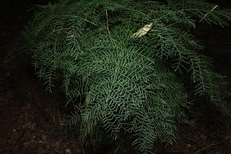 Alectryon ramiflorus