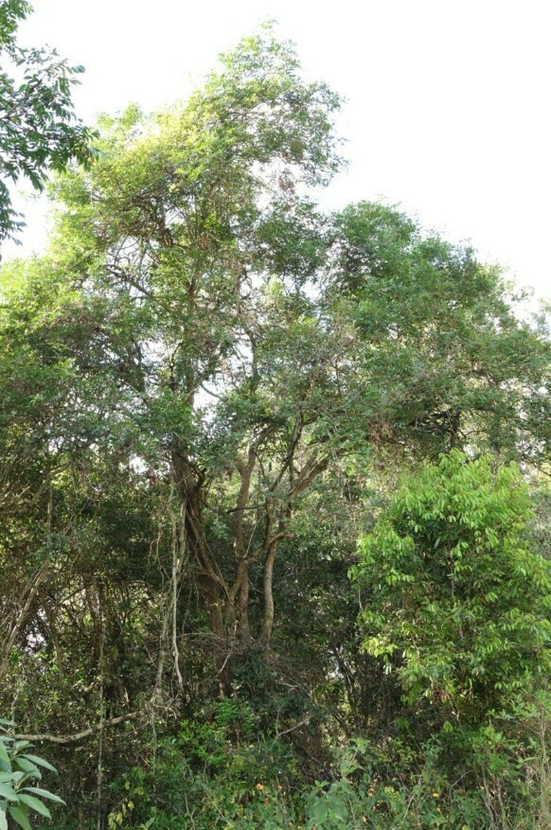 Alectryon ramiflorus photo 3