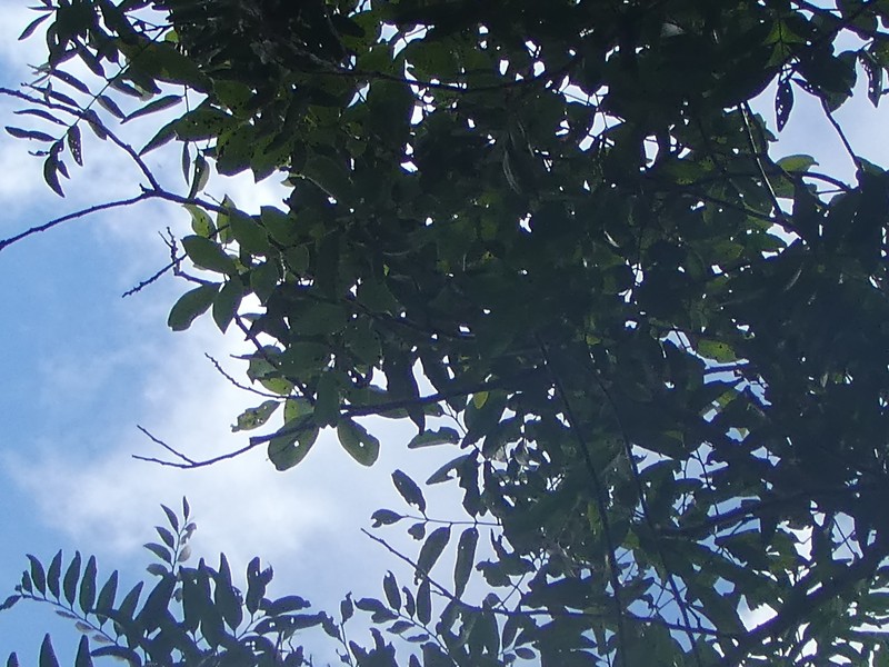 Alectryon ramiflorus photo 6