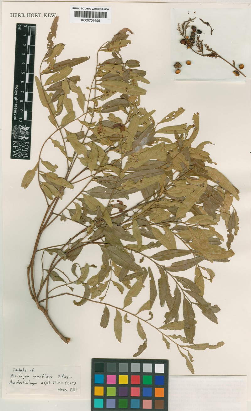 Alectryon ramiflorus photo 7