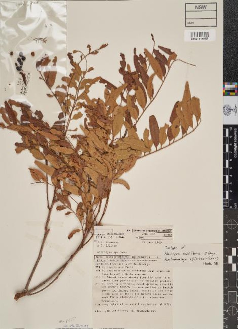 Alectryon ramiflorus photo 8