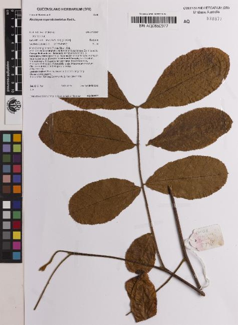 Alectryon repandodentatus