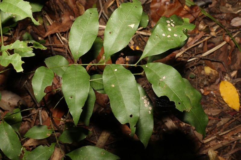 Alectryon reticulatus photo 6