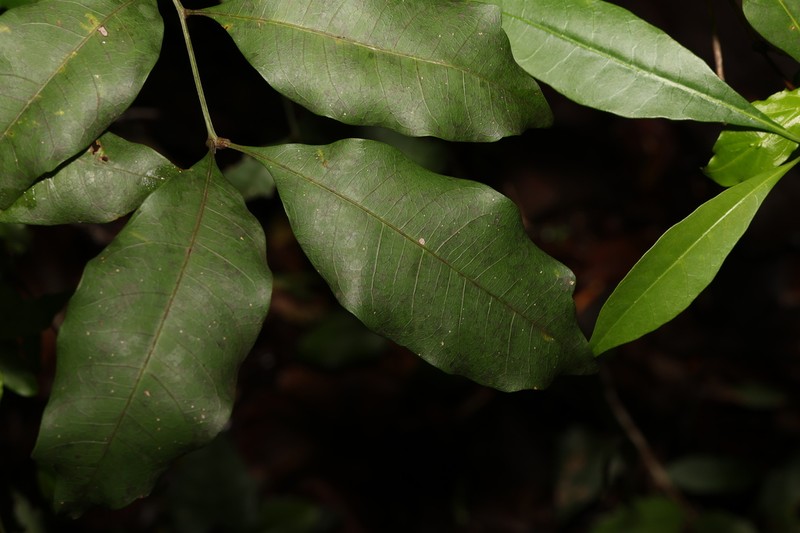 Alectryon reticulatus photo 7