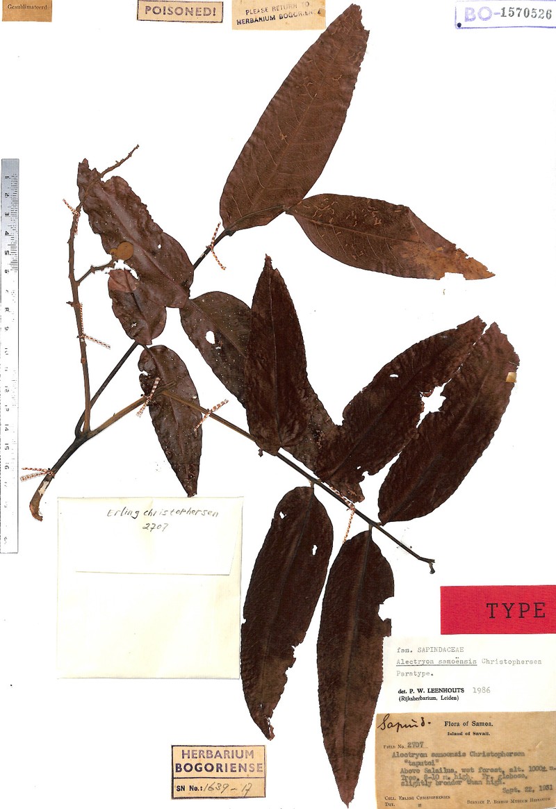 Alectryon samoensis