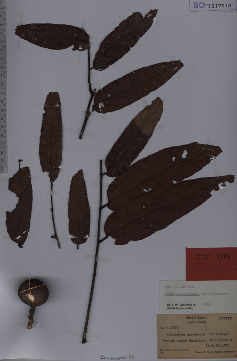 Alectryon samoensis photo 2