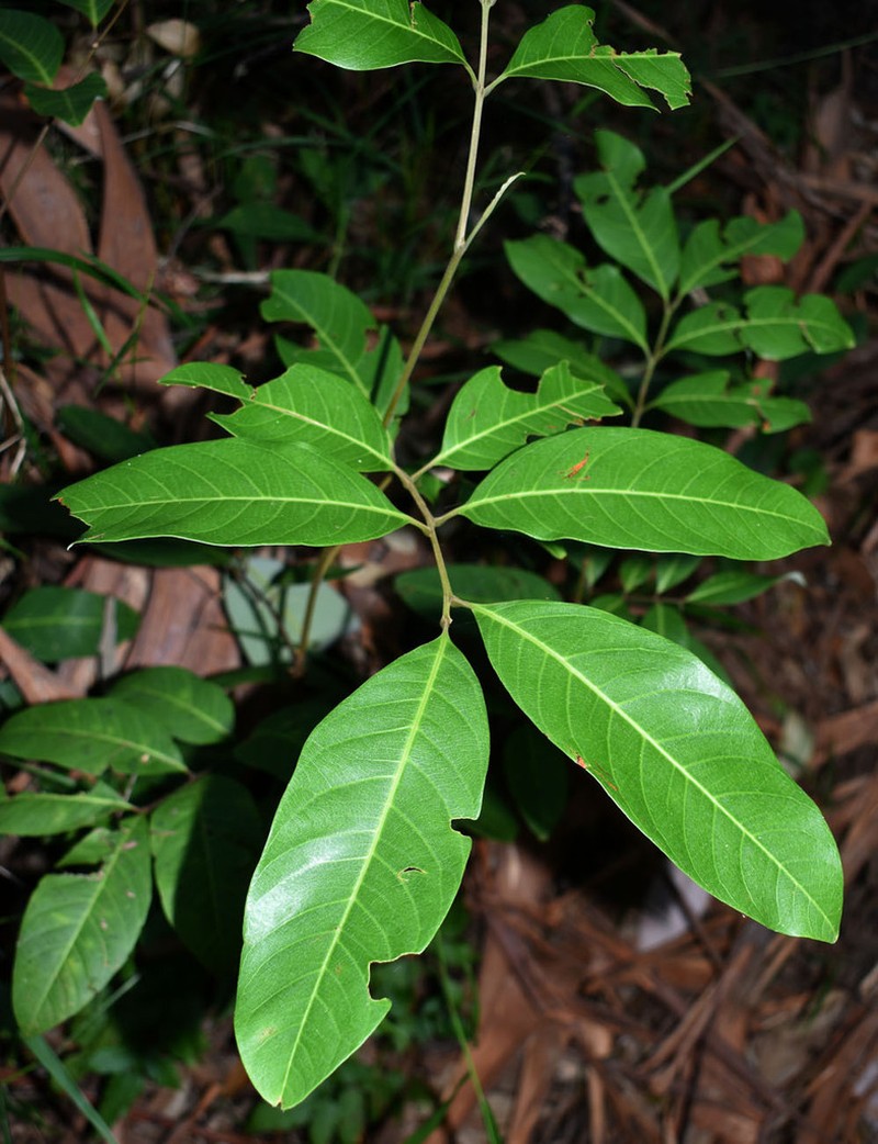 Alectryon semicinereus
