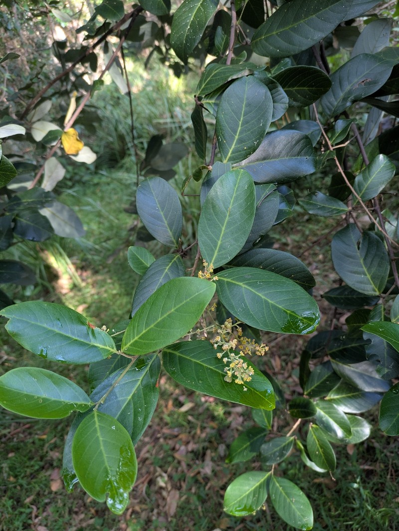 Alectryon semicinereus photo 2