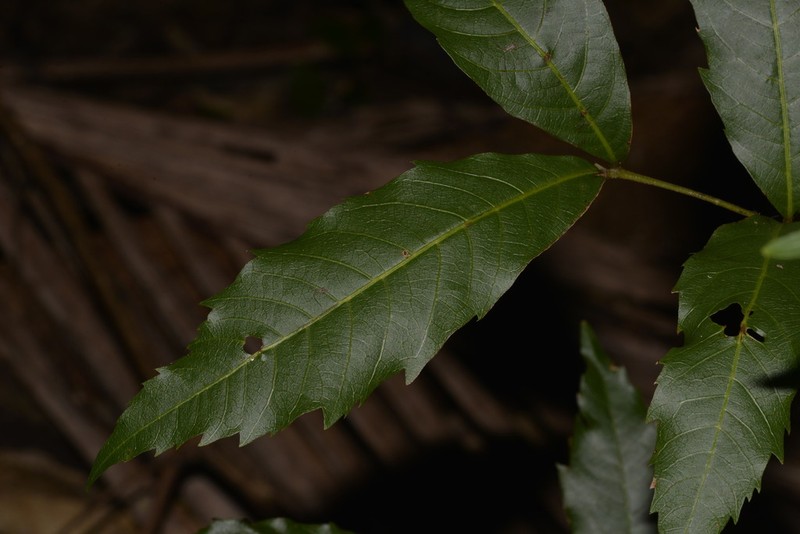 Alectryon subcinereus photo 4