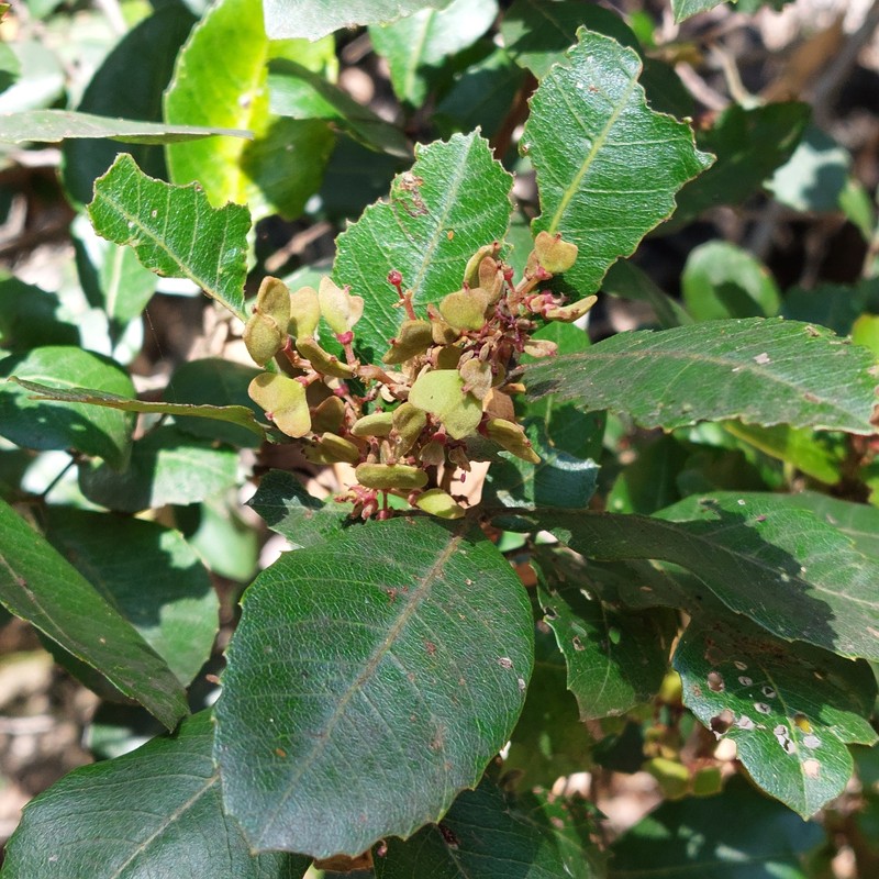 Alectryon subdentatus