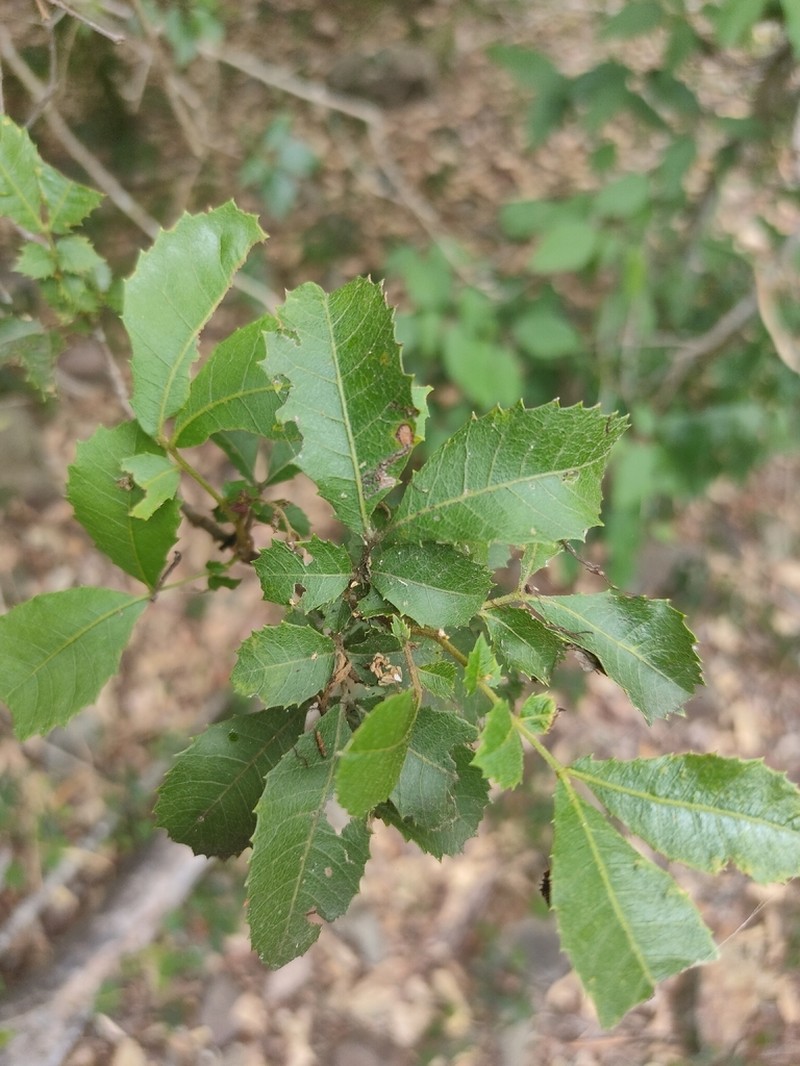 Alectryon subdentatus photo 4