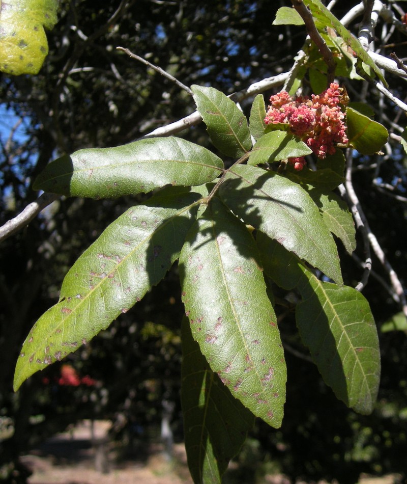 Alectryon tomentosus photo 2