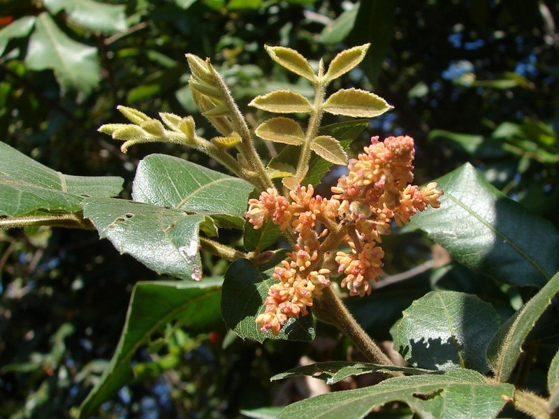 Alectryon tomentosus photo 3