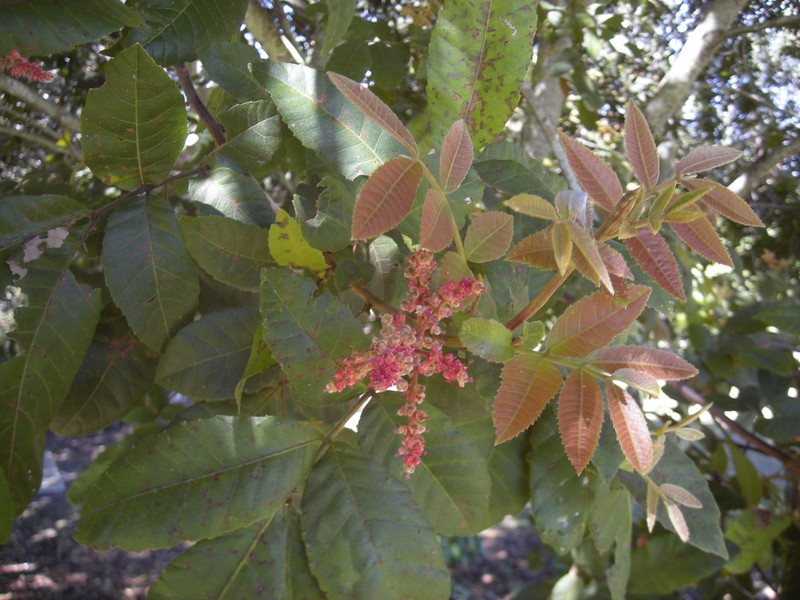 Alectryon tomentosus photo 4