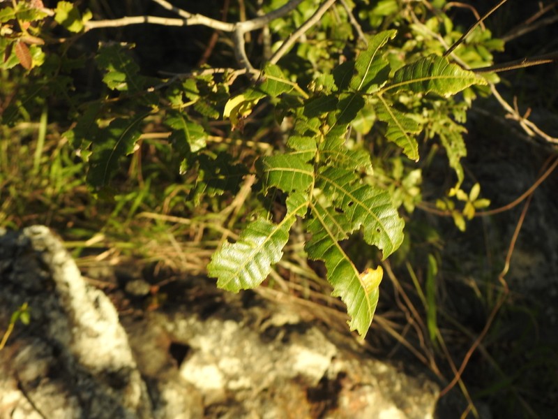 Alectryon tomentosus photo 6