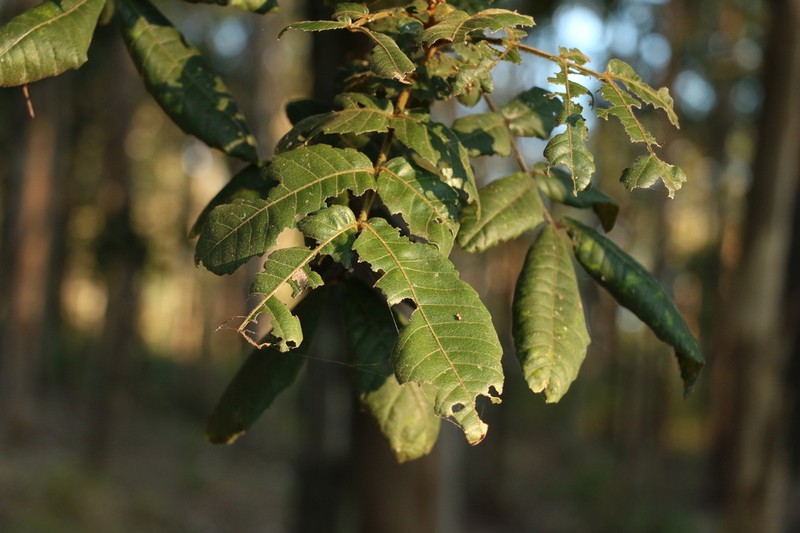 Alectryon tomentosus photo 8