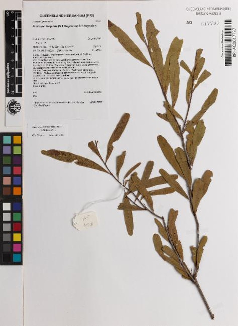 Alectryon tropicus