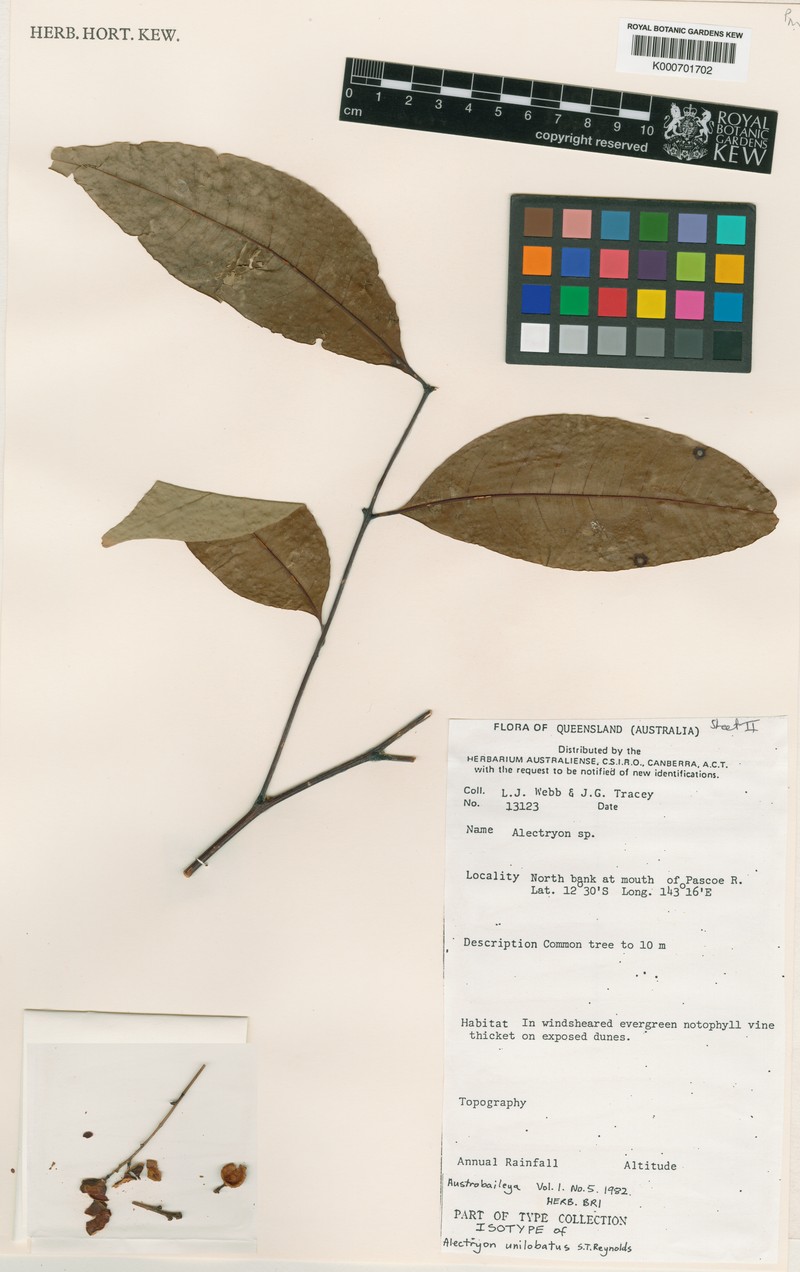 Alectryon unilobatus