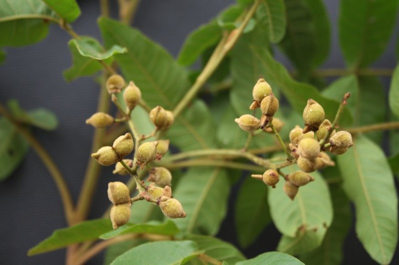 Alectryon vitiensis
