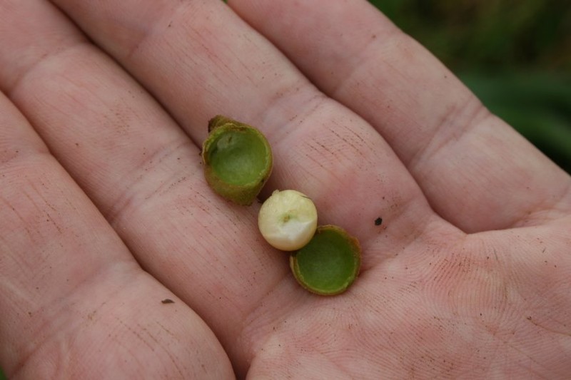 Alectryon vitiensis photo 2